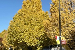 1上野恩賜公園の銀杏